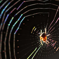 Spinne im Morgenlicht - Foto: Michael Wohl-Iffland