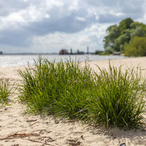 Elbstrand bei Wedel - Foto: Pertti Raunto