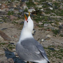 Möwe - Foto: Uta Svensson