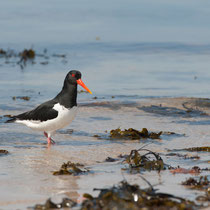 Austernfischer - Der Charaktervogel der Nordsee - Foto: Janine Brauneis