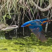 Eisvogel mit Fisch, Ohlsdorfer Friedhof - Foto: Adolf Dobslaff