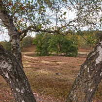 Birken, FischbekerHeide - Foto: Pertti Raunto