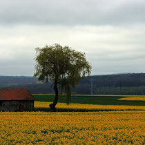 Rapsfeld: Marion Breese