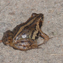 Moorfroschweibchen, Pietzmoor - Foto: Gesine Schwerdtfeger