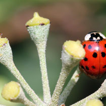 Duett im Garten - Foto: Volker Svensson