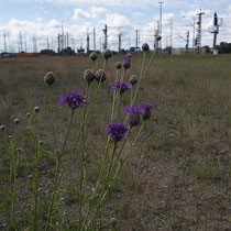 Distel - Foto: Dagmar Esfandiari