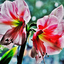 Amaryllis - Foto: Lothar Boje