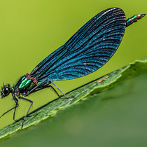 Blauflügel - Prachtlibelle - Foto Adolf Dobslaff