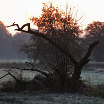 Sonnenaufgang, Neuwiedenthal - Foto: Volker Svensson