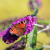 Tagpfauenauge, Rellingen - Foto: Pertti Raunto