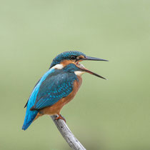 Eisvogel beim Hochwürgen seines Speiballen/Gewölle - Foto: Jörg Wöhncke