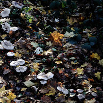 Halber Hexenkreis - Ort: Neuwiedenthal - Foto: Volker Svensson