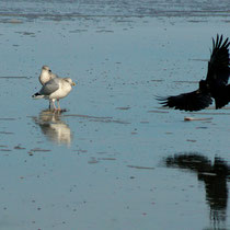 Dohle im Anflug - Ort: Norderney - Foto: Willi Heinsohn
