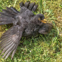 Amsel sonnt sich - Foto: Adolf Dobslaff