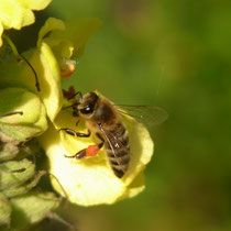 Foto: Gesine Schwerdtfeger