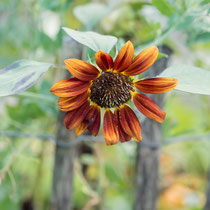 Arboretum - Foto: Gesche Andresen