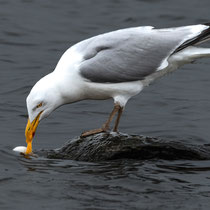 ,,Guten Appetit!",  Silbermöwe - Foto: Adolf Dobslaff