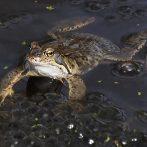 Frosch - Ort: Waldfrieden Neugraben - Foto: Hans Dieckmeyer