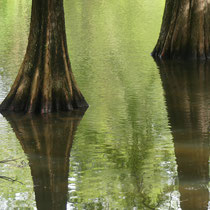 Sumpfzypressen-Die Füße im Wasser, Arboretum - Foto: Gesine Schwerdtfeger 