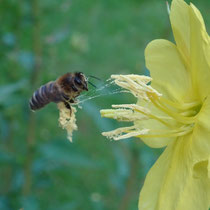 18. Platz 170 Pkt. Biene sammelt Pollen von Nachtkerze - Foto Gesine Schwerdtfeger