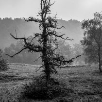 17 Fischbeker Heide - Foto: Hans Dieckmeyer