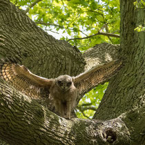 Uhu, Jungvogel - Foto: Ernst Wilhelm Grueter