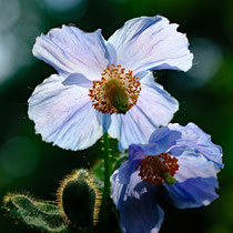 17 Blauer Mohn - Foto: Romana Thurz