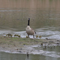 3 Familie Kanadagans - Ort: Mühlensand - Foto: Uta Svensson