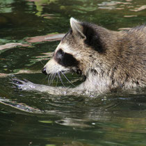 Waschbär - Foto: Volker Svensson