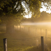 Morgennebel - Foto: Holger Tobuschat