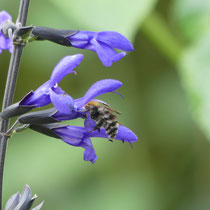 Salbeiblüte zu eng für Seidenbiene, Arboretum - Foto: Gesine Schwerdtfeger 