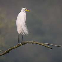 Reiher auf einem Ast - Ort: Elbauen - Foto: Dr. Reinhard Feldhaus