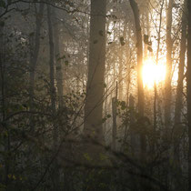 Gegenlicht, Neuwiedenthal - Foto: Volker Svensson