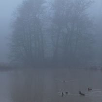 Kreetortteich im Nebel - Foto: Volker Svensson