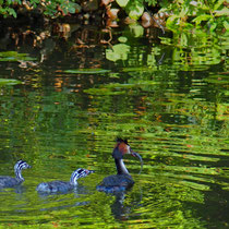 Haubentaucherfamilie auf Futtersuche - Foto: Marina Staniek