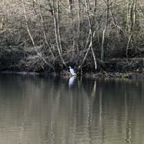 Silberreiher und Wasserspiegelung - Foto: Doreen Maack