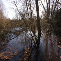 14. Platz 154 Pkt. - Alster bei Duvenstedt im Gegenlicht, Foto: Uwe Suckow