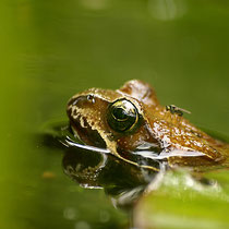 Foto 12 auf Platz 1 mit 178 Pkt.   -   Grasfrosch - Foto: Dagmar Esfandiari