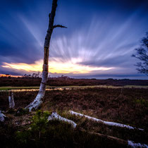 In der Fischbeker Heide - Foto: Rüdiger Nebelsieck