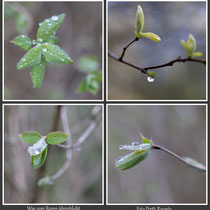 Was vom Regen übrigbleibt - Foto: Pertti Raunto