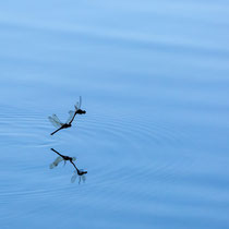 Spiegelung - Foto Pertti Raunto