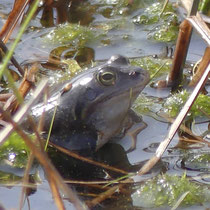 Moorfrosch, Pietzmoor - Foto: Gesine Schwerdtfeger