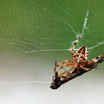 Spinne mit Insekt - Foto Borg Enders