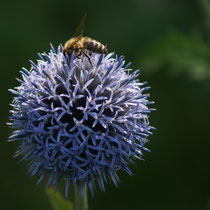 072 Kugeldistel mit Biene   -   Juli_16 - Foto: Willi Heinsohn