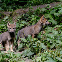 Nachwuchs im Wildpark Schwarze Berge - Foto: Romana Thurz