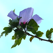 6 Froschperspektive, Hibiskus - Foto: Uta Svensson