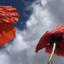 2. Platz 167 Pkt. - Mohn im Sommerwind - Foto. Gerd Jürgen Hanebeck