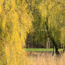 Foto: Willi Heinsohn