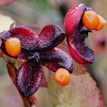 8 Pfaffenhutblüte - Foto: Michael Wohl-Iffland