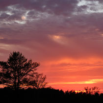 Sonnenuntergang in der Fischbeker Heide - Foto: Romana Thurz